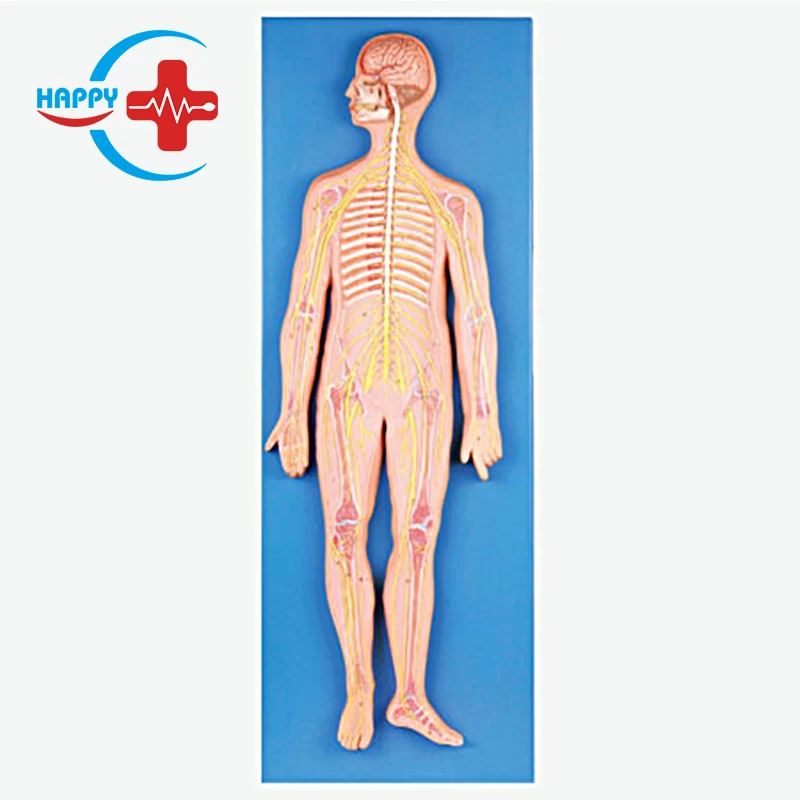 Hc-s234 Cuerpo Humano Anatomía Médica Sistema Nervioso Modelo - Buy Modelo  Del Sistema Nervioso,Modelo Anatómico Del Cuerpo Humano,Póster Del Modelo  Médico 3d Del Sistema Nervioso Product on 