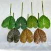 Philodendron-SMALL - Vert