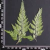 MH688 Fougère 7-10cm vert 6pcs