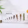 White  Growth History of locusts