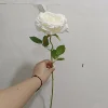 white single flower