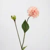 Bulbe de dahlia nain hollandais-rose champagne