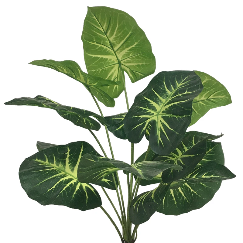 sage when to plant Lyreleaf Sage Plant Sets