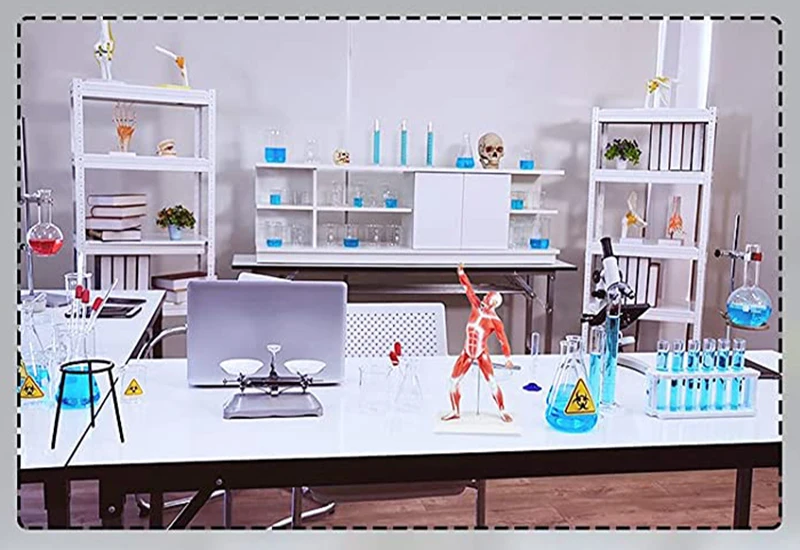 Medical Anatomical Muscle Model PVC Mini Human Muscle Model For Hospital Training