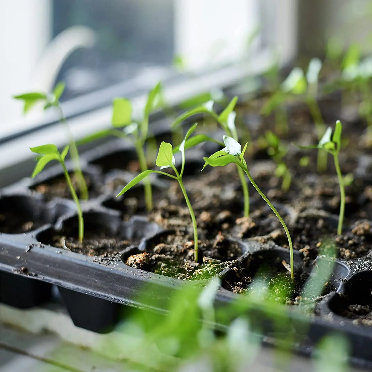 50 Cells Seedling Tray Seed Starter Trays With Drain Holes - Buy 