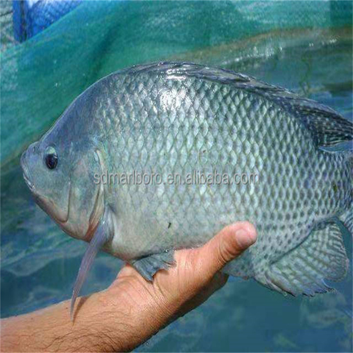 SDM Aquaculture Fish Farming Equipment - Durable PVC Tarpaulin