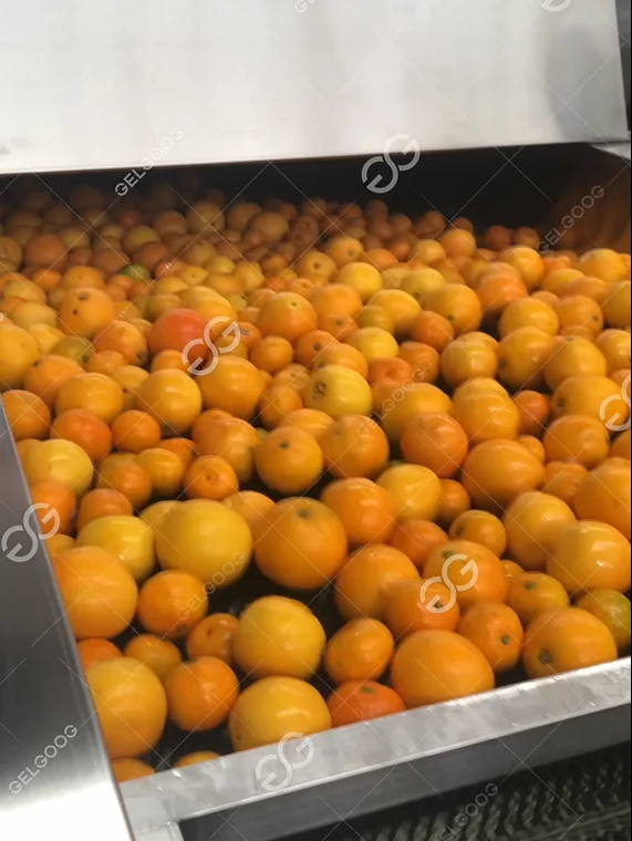Commercial Avocado Fruit Cleaning Drying Sorting Waxing Processing Line Fresh Fruit Mango Apple Cleaning Machine