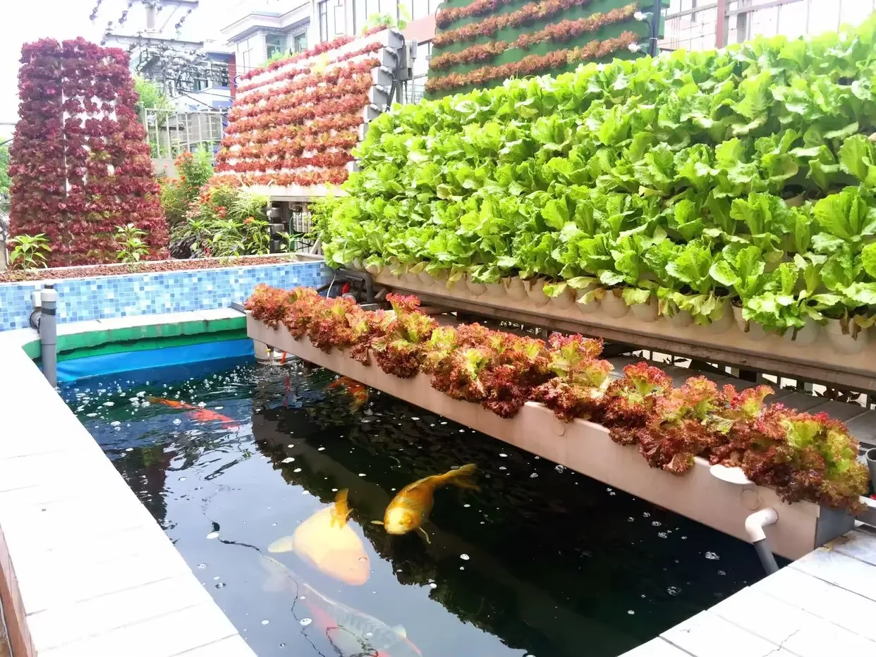 Fish Farm Venlo Multi Span Greenhouse Aquaculture Polyhouse Commercial  Trout Catfish Tilapia Breeding Fish tank Glass Greenhouse