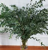 Eucalyptus leaves