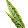 yellow light green