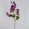 Viola