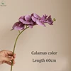 Calamus violet