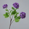 Viola scuro