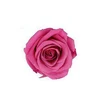 Sweet Pink