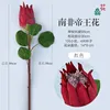 South African King Protea (Red)
