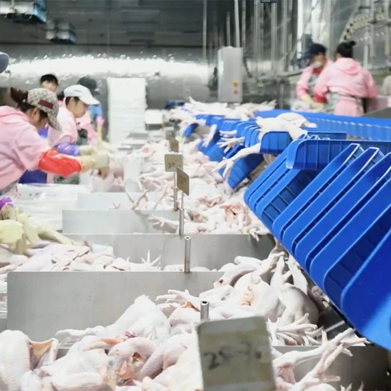 Full Automatic 500BPH -1000BPH Mobile Container Chicken Poultry Slaughter House for Small Scale Abattoir