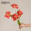 Amaryllis rouge