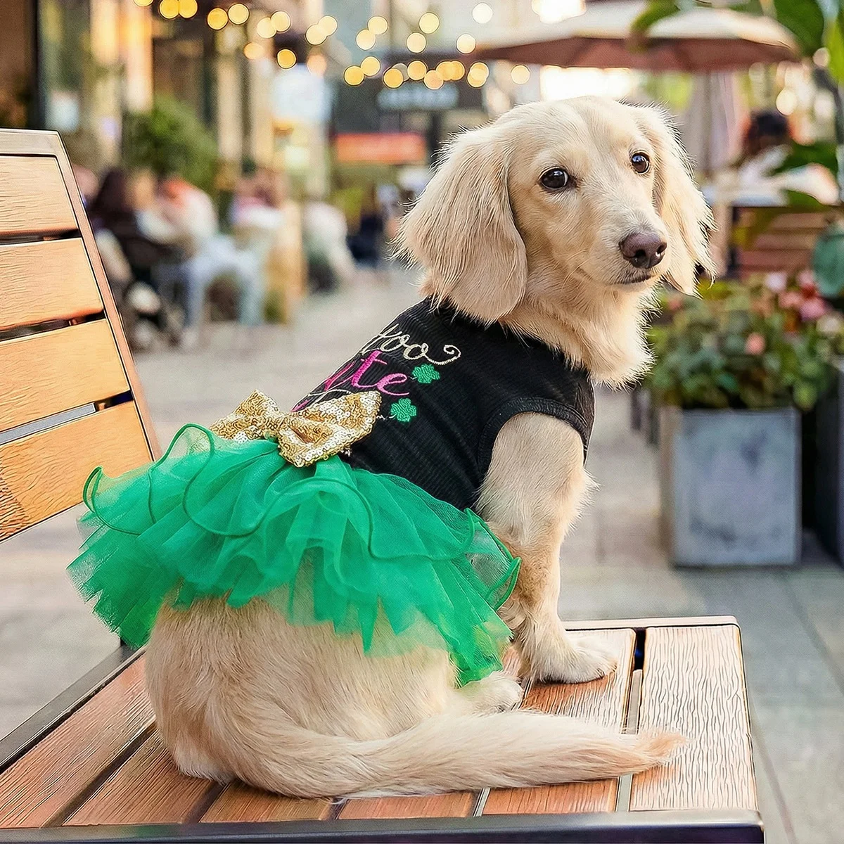 green emerald velvet dress Petaloons Dog Sherwani - Green - Traditional Ethnic Outfit for Dogs main image 1