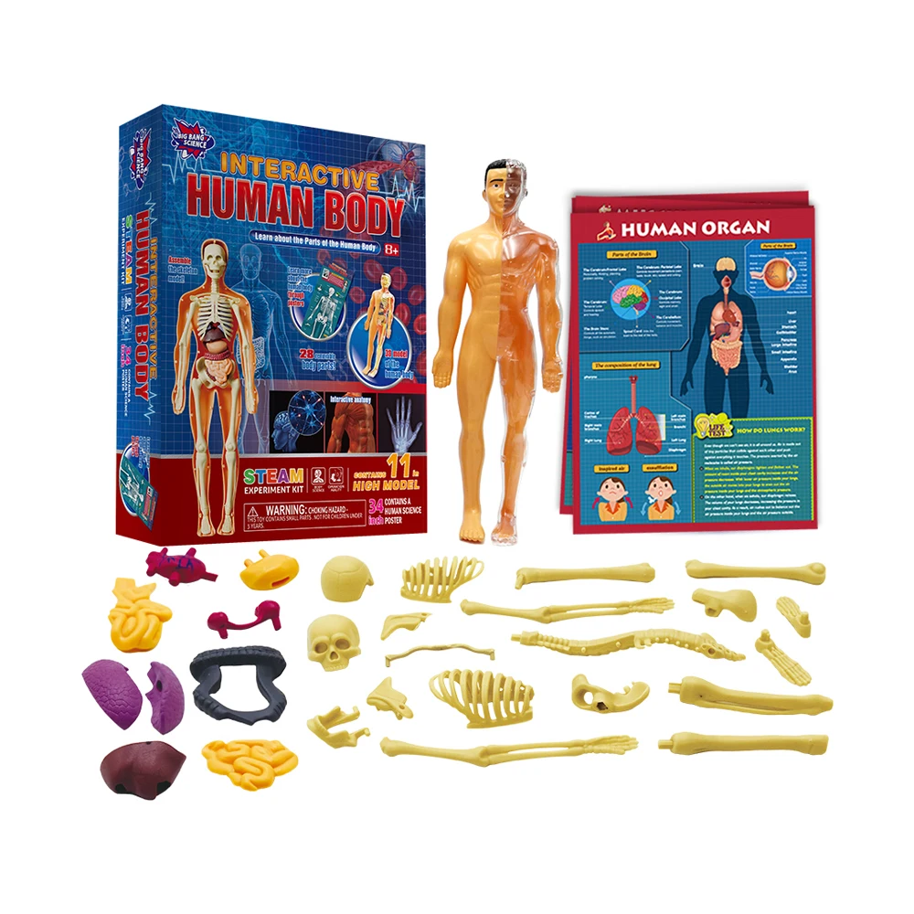 Human Body キット　英語 Interactive Human Body Toy - STEM Anatomy Model for Kids