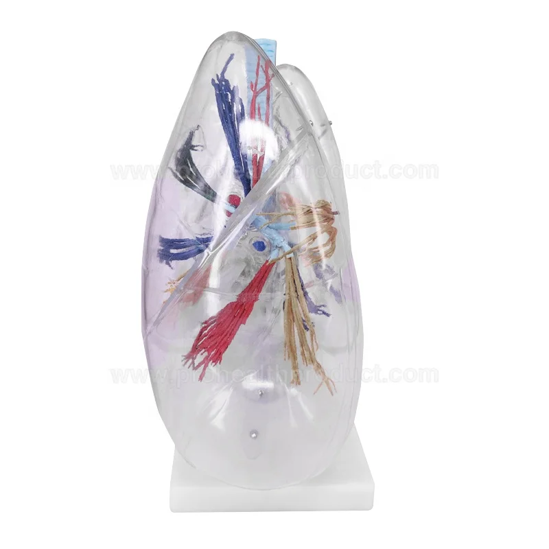 Transparent Human Lung Model for Teaching