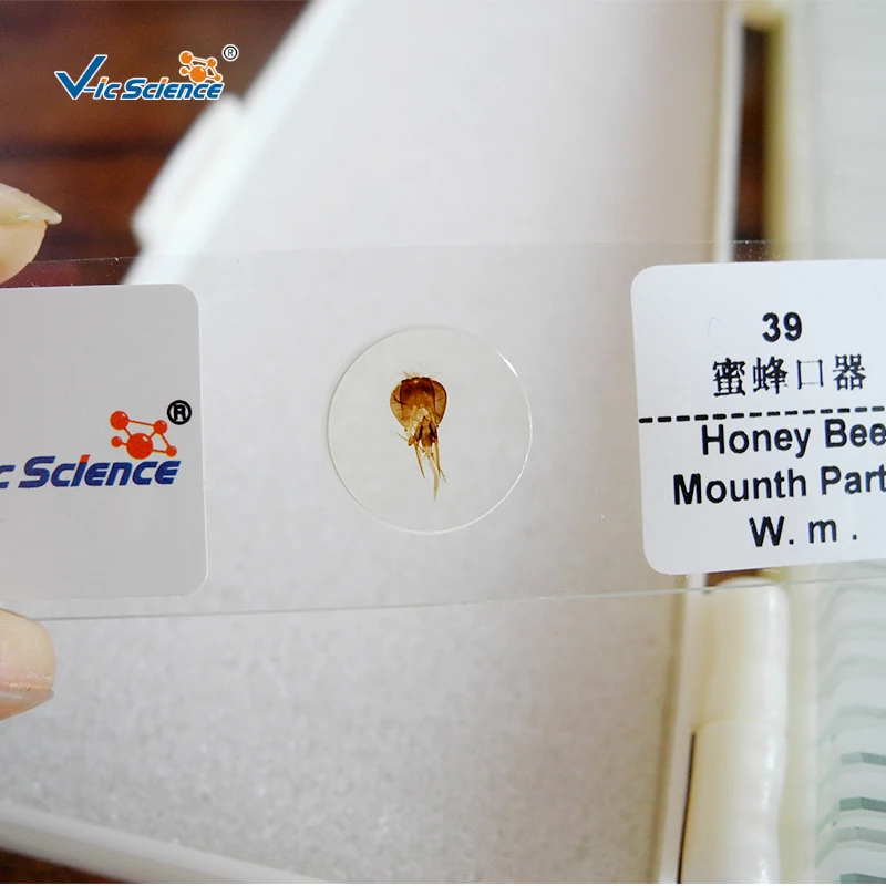 Parasitology Set of 50 Pcs  Slides  Studying Microscope Prepared Slides Prepared Slides Microscope