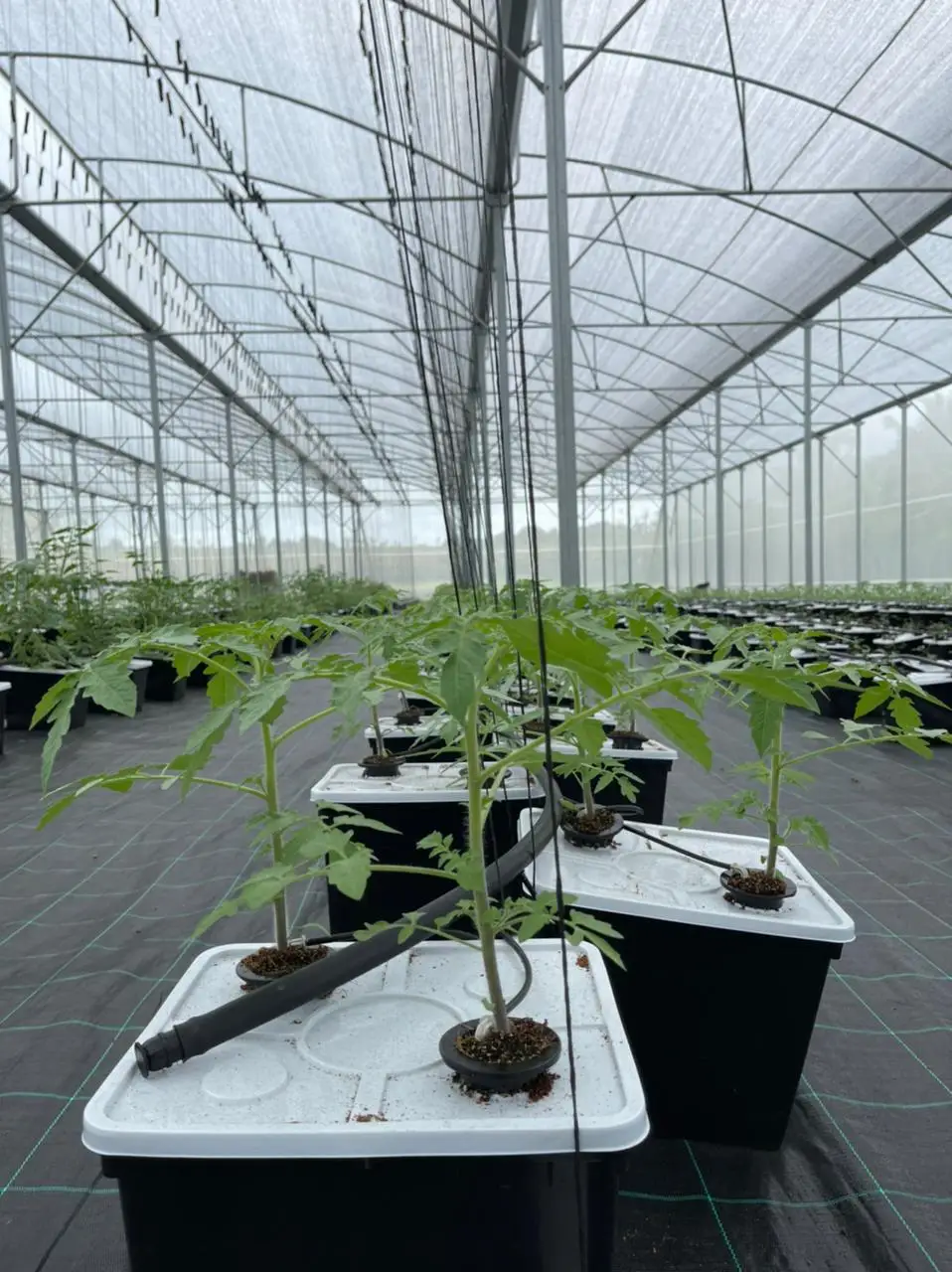 Fabric for Weed Control