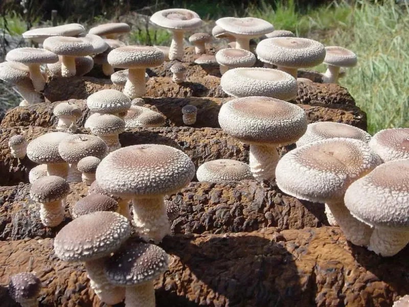 Detan Shiitake Spawn with High Temperature Sterilization Mushroom Farm