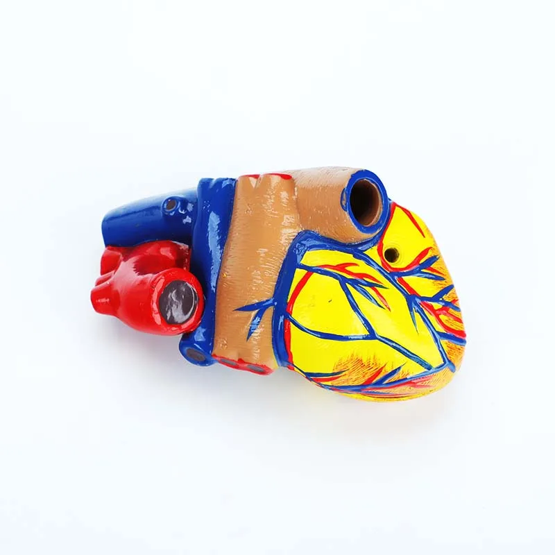product medical cardiac anatomy human heart model for cardiology ultrasound surgery training-4