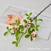 Flores de primavera insulares de ramificación larga - blancas y rosas.