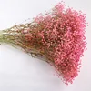 rosa, altura de unos 75 cm