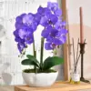 Z-viola