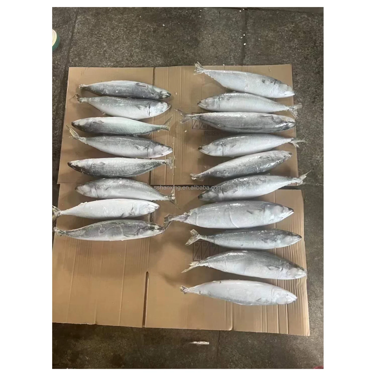 Frozen Atlantic Mackerel Fish Eat Seafrozen Fresh Best Price Buy