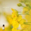 Rapeseed flower