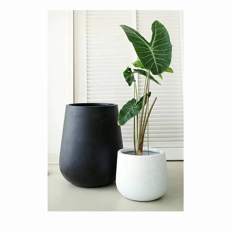 anthurium amoenum var. humile Flowering Anthurium main image 1