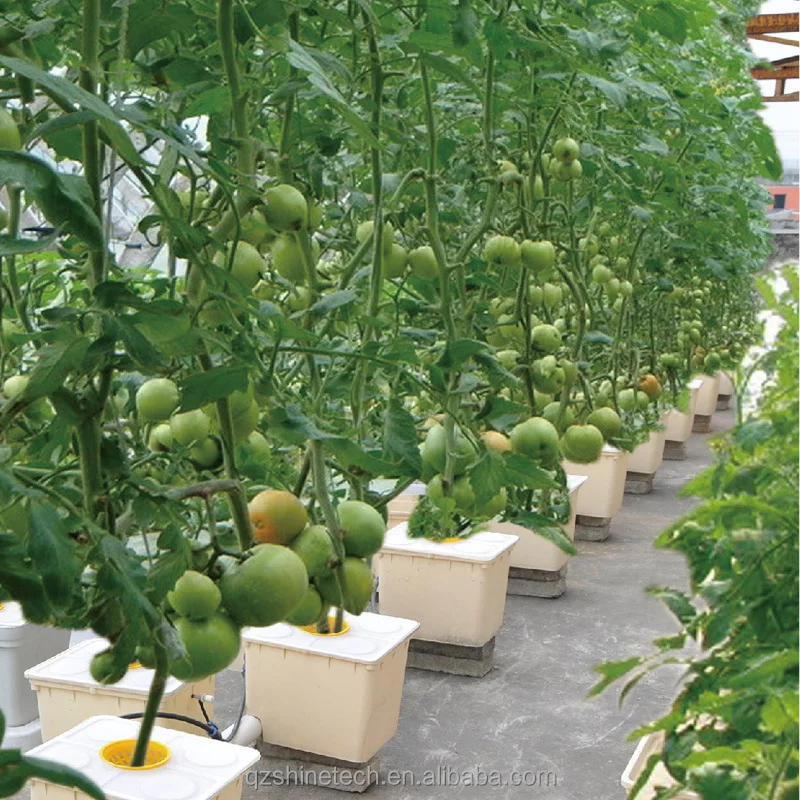 greenhouse good ventilation