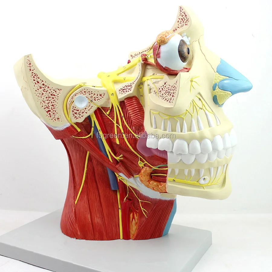 Head with Vessels Nerves Model