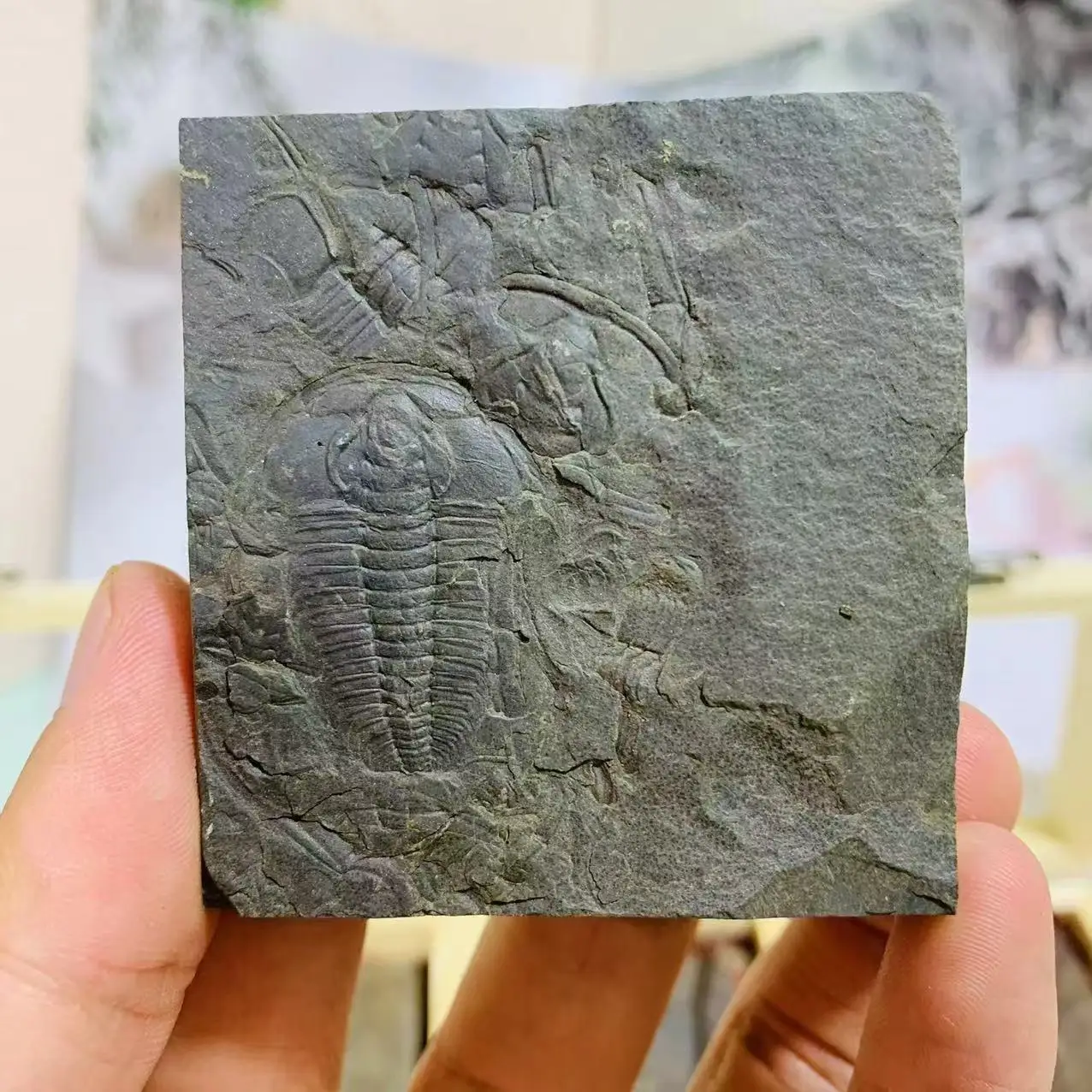 Wholesale Price Natural fossil Science Popularization Gifts Trilobite in Box for Collection Gift