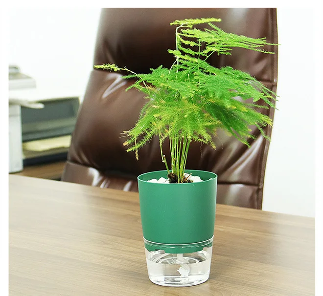 cost of jade plant Jade Plant  Tristar Plants