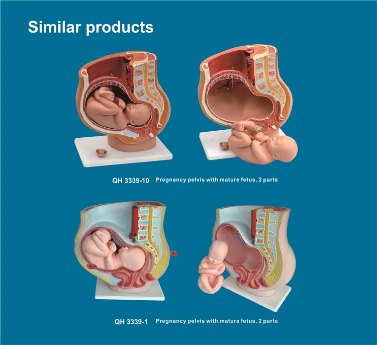 Developments Models Human Pregnant Uterus Medical Model - Buy 