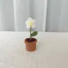 ไม้กระถางดอกไม้สีขาวพอง
