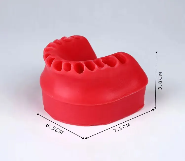 Orthodontic Practice Typodont with Wax and Teeth