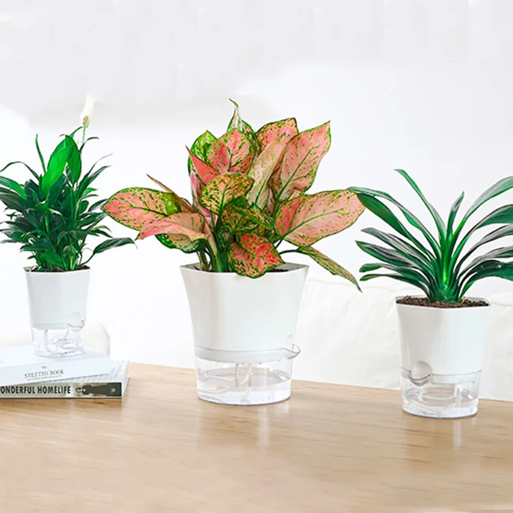 succulent mimicry Assorted Mimicry Tray