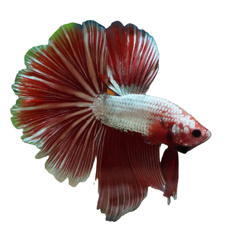 Halfmoon Red Dragon Multicolor Thailand Betta Fish Premium Quality Plakat Siamese Fighting Fish Ornamental Aquariums Buy Thailand Betta Fish Betta Fish Live Halfmoon Thailand Product On Alibaba Com