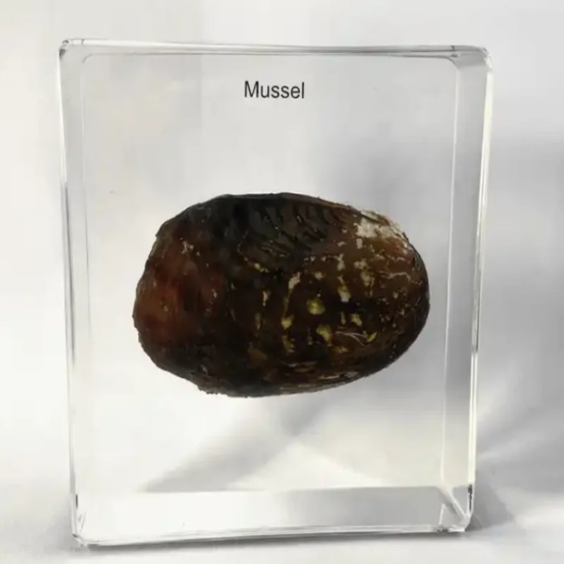 Freshwater Mussel Specimen - Embedded in Clear Lucite Block