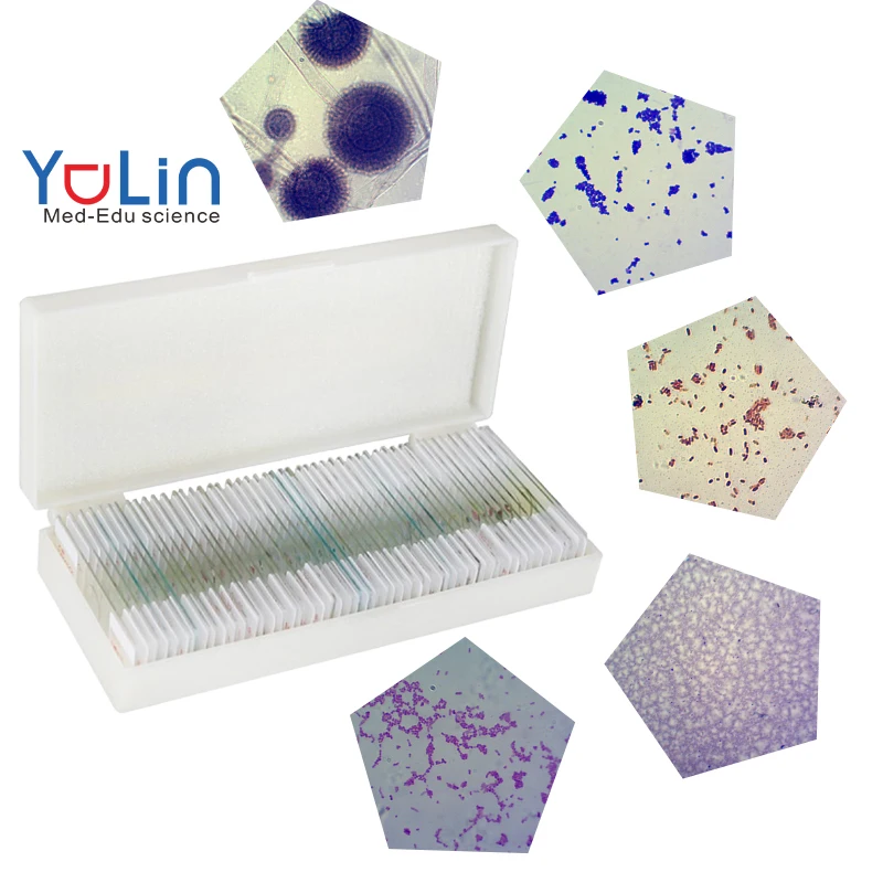 Medical Research Higher Education Biology Teaching Microscope Slides