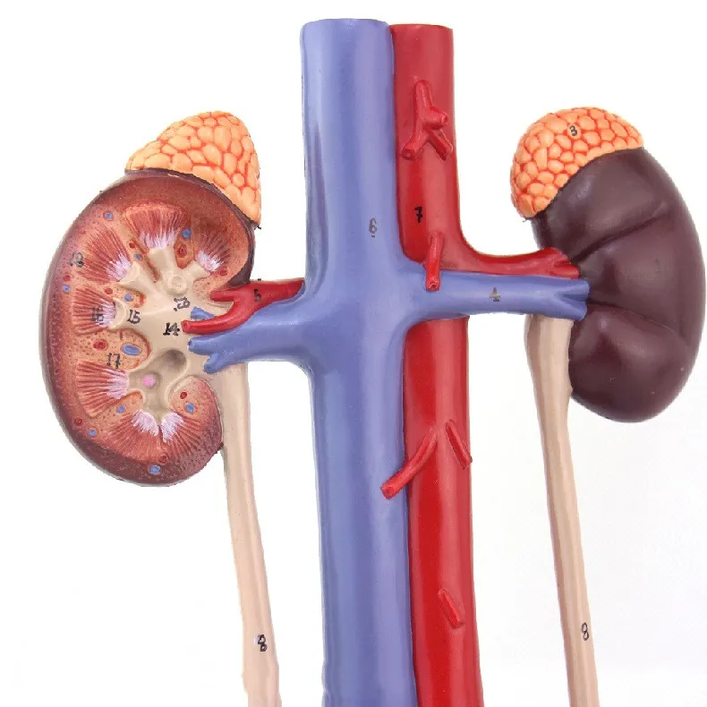 Human Urinary System Model Anatomical Model of Kidney Ureter  Bladder and Urethra