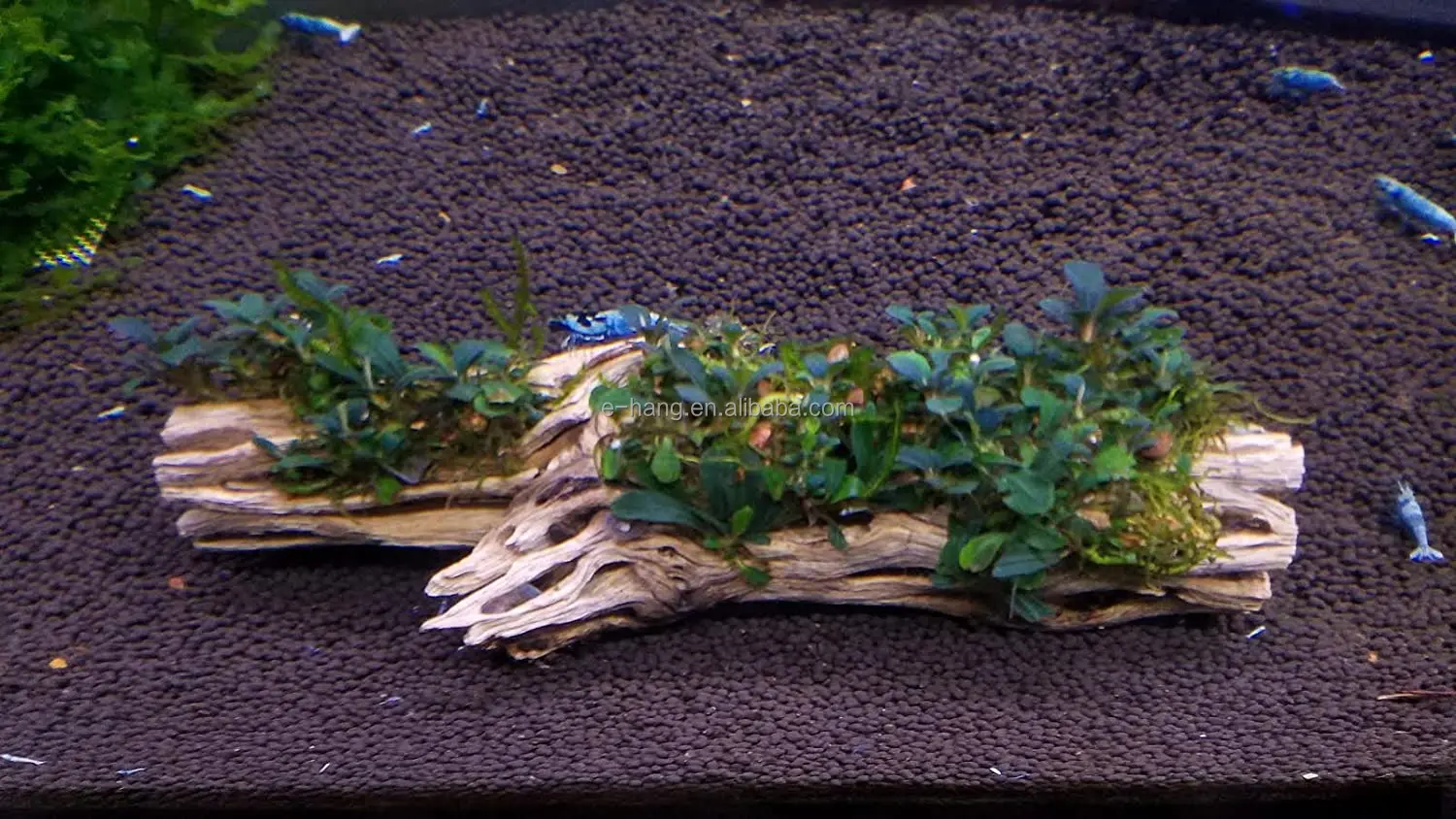 Natural Cholla Wood Long Natural Cholla Wood Aquarium Decoration Hermit