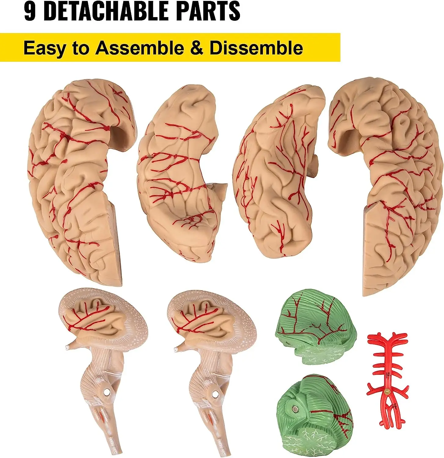 Human Brain Model Anatomy 9part Model Of Brain Life Size Human