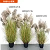 Autumn green leaves-small cattail