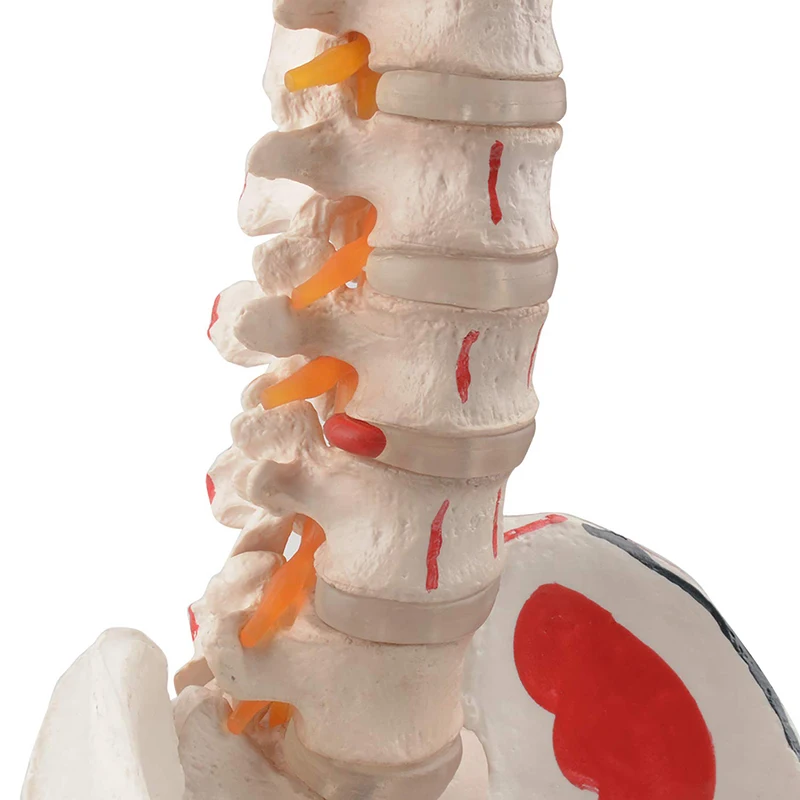 Easy Clean 80cm Human Vertebral Column Model With Pelvis Colored Muscle
